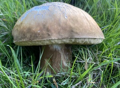 Boletus reticulatus