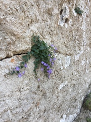 Campanula cremnophila