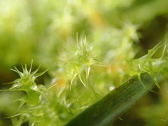 Rhytidiadelphus squarrosus