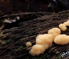 Sphaerosporium lignatile