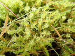 Rhytidiadelphus squarrosus