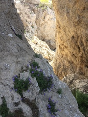 Campanula cremnophila