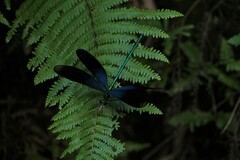 Matrona basilaris