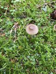 Mycena aurantiomarginata