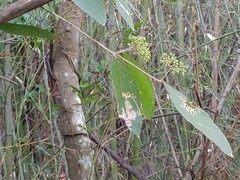 Callicarpa formosana formosana