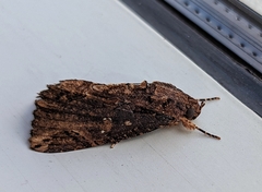 Ercheia dubia