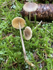 Mycena aurantiomarginata