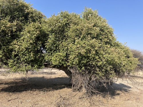 Woolly Caperbush