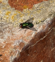 Chrysomya rufifacies