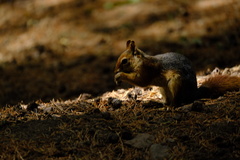 Sciurus anomalus