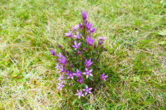 Gentianella pilosa