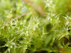 Rhytidiadelphus squarrosus