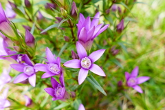 Gentianella pilosa