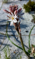 Trachyandra hirsutiflora