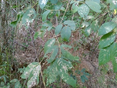Callicarpa formosana formosana