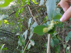 Callicarpa formosana formosana