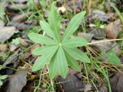 Lupinus polyphyllus