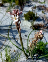 Trachyandra hirsutiflora