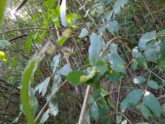 Callicarpa formosana formosana