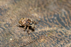 Tropiderini