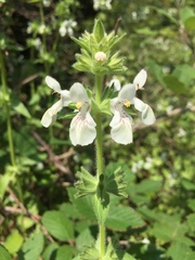 Stachys spinulosa