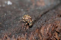 Tropiderini