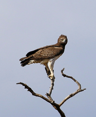 Polemaetus bellicosus