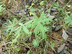 Lupinus polyphyllus