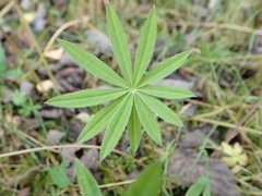 Lupinus polyphyllus