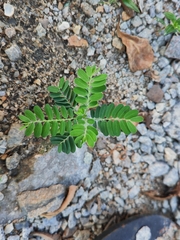 Phyllanthus urinaria