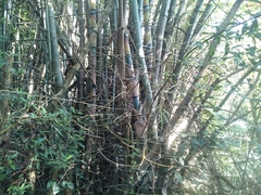 Bambusa stenostachya