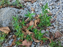 Oldenlandia corymbosa
