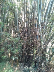 Bambusa stenostachya