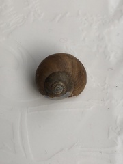 Acusta