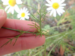 Tripleurospermum inodorum