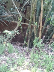Phyllostachys edulis
