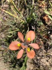 Moraea papilionacea
