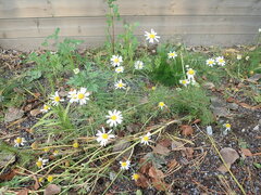 Tripleurospermum inodorum