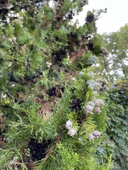 Cupressus sempervirens