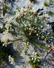 Gnidia pinifolia