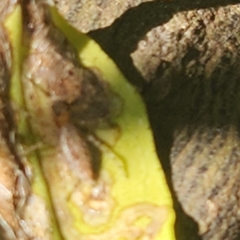 Oxyopes gracilipes