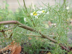 Tripleurospermum inodorum