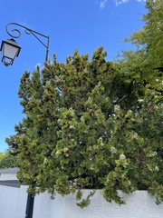 Cupressus sempervirens