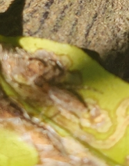 Oxyopes gracilipes