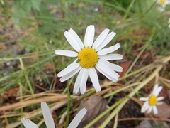 Tripleurospermum inodorum