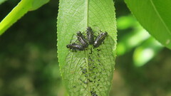 Plagiodera versicolora