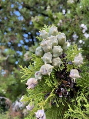 Cupressus sempervirens