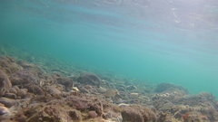 Diplodus