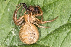 Xysticus