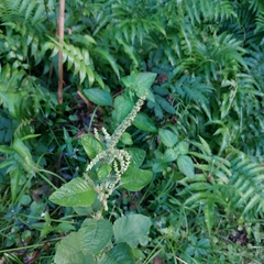 Amaranthus viridis